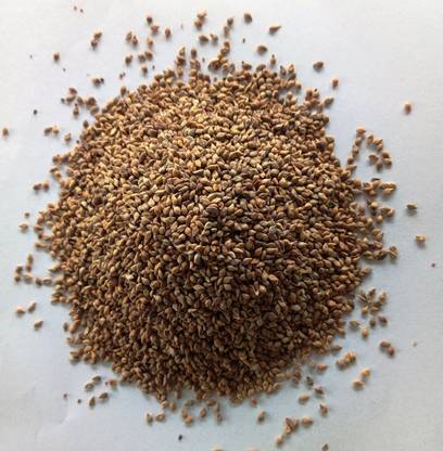 Apni Maati Browntop Millet Seed for Sowing Seed