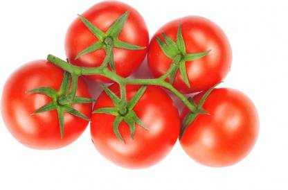 STOY BUSH CHAMPION II TOMATO Seed