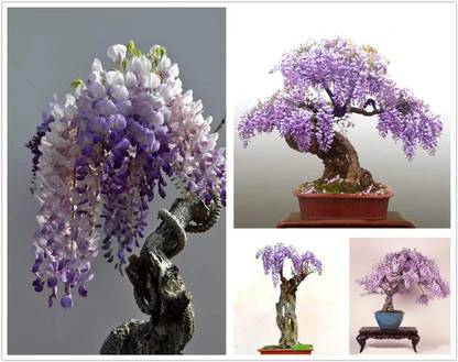 NooElec Seeds India Dwarf Wisteria Tree Seeds - Grow Indoor or Outdoor - Grow In All Seasons- Tree Seed