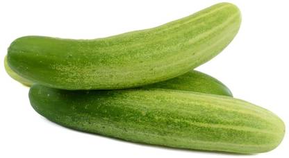 TRICONE Cucumber Seeds for Home Terrace Gardening Outdoor Vegetable Seeds FD340 Seed