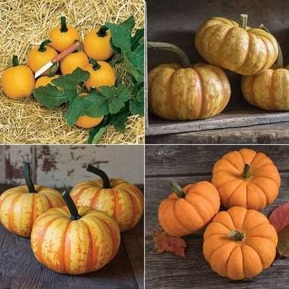 Qualtivate KGF -571 Pumpkin Mini (Multi) 4 Varieties Seed