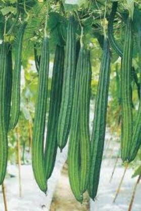 Bharath Agencies Ridge Gourd Seeds Seed