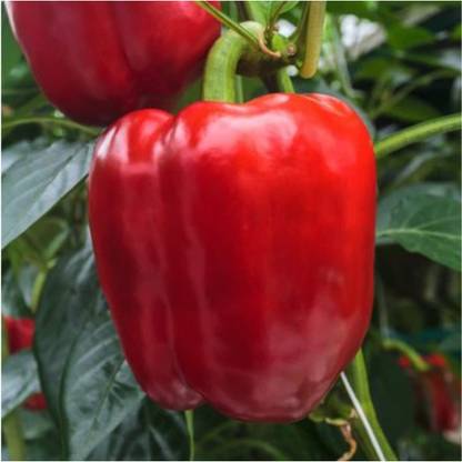WILLVINE F1 Hybrid King of The North Bell Pepper (Capsicum annuum)-500 Seeds Seed