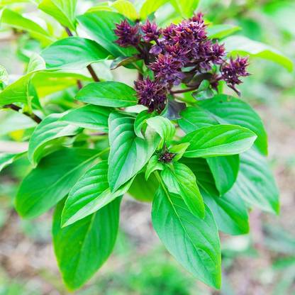 VibeX ® RXI-48 Basil Asian Cinnamon Seeds Seed