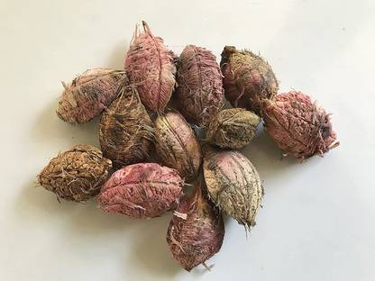 VibeX HUA-65 - Jangli Badam Almond Badam Tree - (90 Seeds) Seed