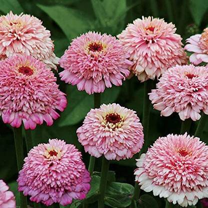 CYBEXIS LX-81 - Zinnia Zinderella Lilac - (270 Seeds) Seed