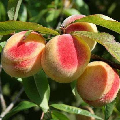KANAYA Peach Aadu Fruit Seed