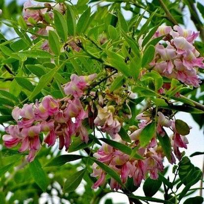 48 Degrees Gliricidia Sepium Seeds 100 Seed Seed