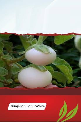 VibeX HUA-48 - White Brinjal Hybrid All Seasons - (150 Seeds) Seed