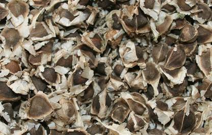 VibeX VVI-89 - Horseradish Tree Miracle Moringa Oleifera - (150 Seeds) Seed