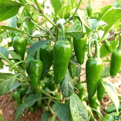 Arshiayat Royal Bullet Chilli/Mirchi Seeds 10 Seed