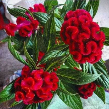 Dasstore Cockcomb multiple colour flower seed pack of 50 Seed