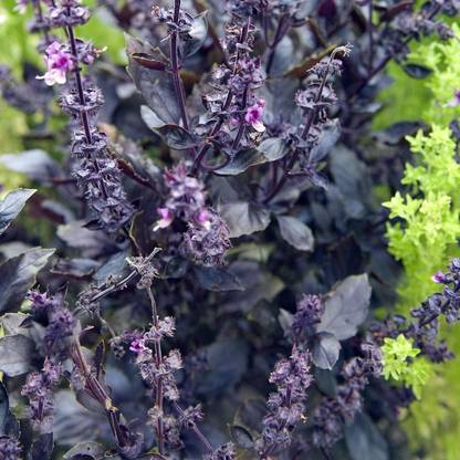 Qualtivate TLX-6 Basil Seeds Purple Seed