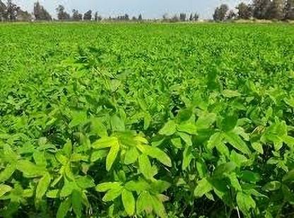 jenric Barseem grass seeds, Hybrid barsim grass Seeds, Lushan Grass seeds, Barsin seeds Seed
