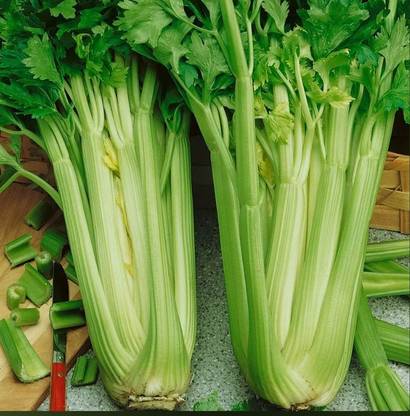 CEZIUS Best For Your Home Gardening & Planting Utah Tall Organic Celery Seed