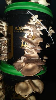 AgriWorld Oyster Mushroom, sajor-caju, grey oyster mushroom, dhingri, houbitake Seed
