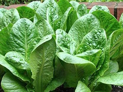 CYBEXIS Romain Lettuce Vegetable Seeds1000 Seeds Seed