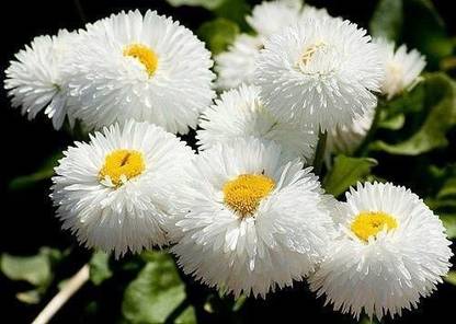 CYBEXIS VXI-70 - Flower : Daisy-Monstrosa Double White - (540 Seeds) Seed