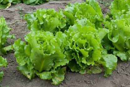 VibeX ® XXL-487 Nevada Loose Leaf Lettuce Seed Seed