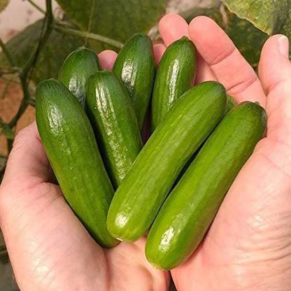 VibeX ® VMR-106 Mini-Me F1 Organic Cucumber Seed