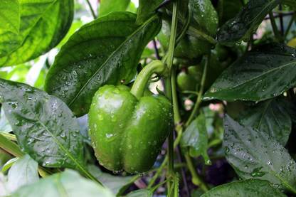 VibeX ® VXI-59 Premium Hybrid Green Capsicum Seeds Seed
