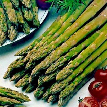 CYBEXIS High Yield Seeds of Vegetable Asparagus Connovers Colossal-50 Seeds Seed