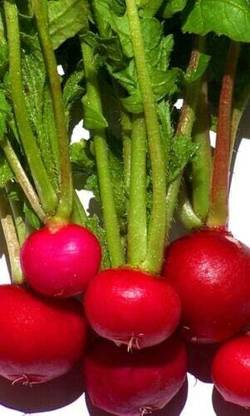 Qualtivate RES-3A Radish Seed, Crimson Giant Lulu Seed