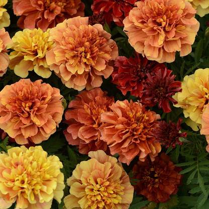 VibeX HUA-65 - Tagetes Patula French Marigold Strawberry - (750 Seeds) Seed