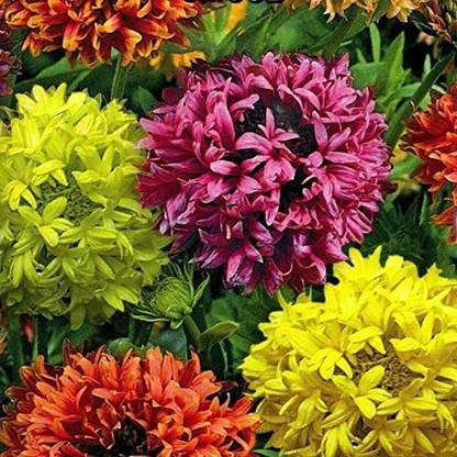VibeX XL-63 - Flower Russian Gaillardia Lorenziana - (60 Seeds) Seed