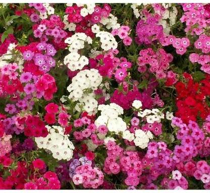 CEZIUS Phlox paniculata, Garden Phlox Seed