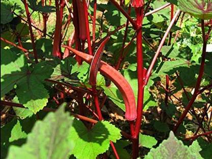 KNESSiN Red Okra Candle Fire-{600 Seeds} Seed