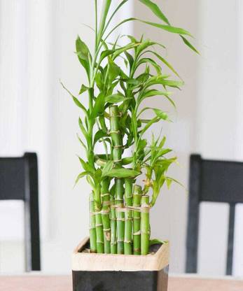 usdeepar retail Neo Seed Bamboo, Lucky bamboo Seed (90 per packet), Lucky bmaboo tree seed Seed