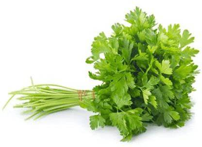 EKAKSHAR Syngenta Coriander Seeds Kalmi Dhaniya (Leafy Vegetable) 40 Seeds P76 Seed