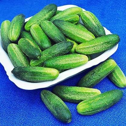 CYBEXIS Quality Gherkin Cucumber Seeds HOKUS 1000 Seeds Seed