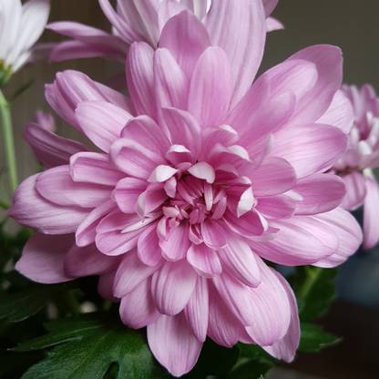 Mozette Exotic chrysanthemum Seed
