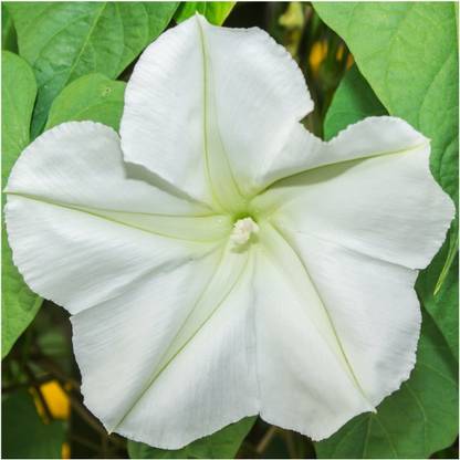 VibeX HUA-65 - White Moonflower (Ipomoea alba) - (100 Seeds) Seed