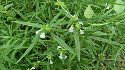 ARINURSERY Leucas aspera, Chhota halkusa, Thumbai, Thumba Seed