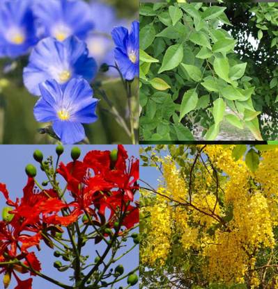 Faabiie Flower Amaltas | Alsi | Bel Patra | Gulmohar Plant Seeds Combo Seed