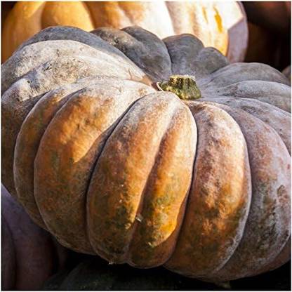 Qualtivate ICRA-8A Fairytale Pumpkin (Cucurbita moschata) Seed