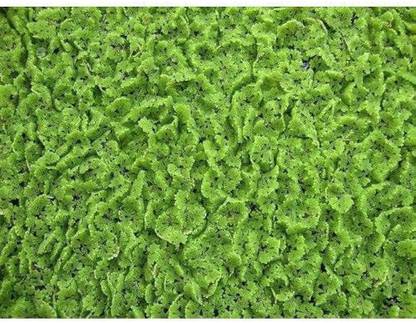 BDSresolve azolla seeds for plant/azolla seeds 1770 Seed
