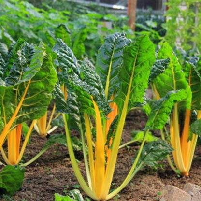 CYBEXIS Organic Swiss Chard Seeds-250 Seeds Seed