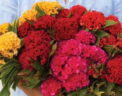 UGRA COCKSCOMB MIXED Celosia argentea cristata Seed