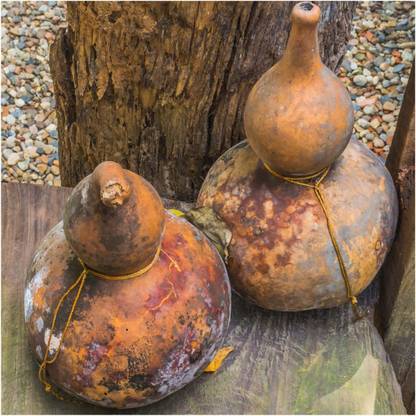 VibeX ® VMR-13 Heirloom Ornamental Birdhouse Bottle Gourd Seed