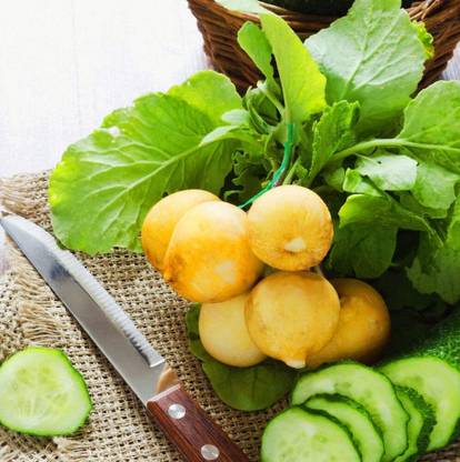 CYBEXIS Fast Germination Seeds of Radish Zlata Yellow600 Seeds Seed