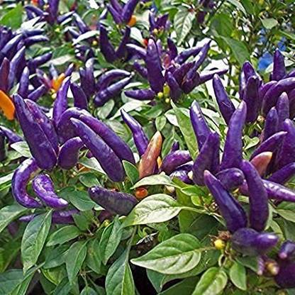 wequality Original hot black chilli seeds for home gardening plant Seed