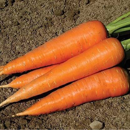Qualtivate HUA-449 Carrot Hercules (Orange) Seed