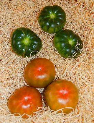 KNESSiN FXD-56 Raf Tomato Seed