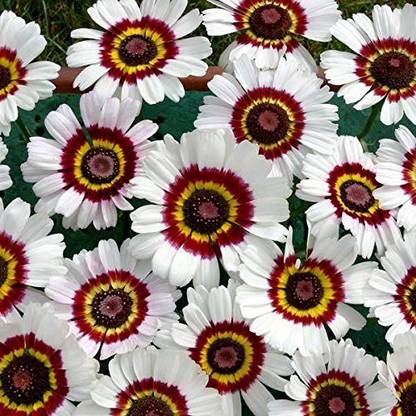 VibeX KGF -88 - Painted Daisy Garden - (180 Seeds) Seed