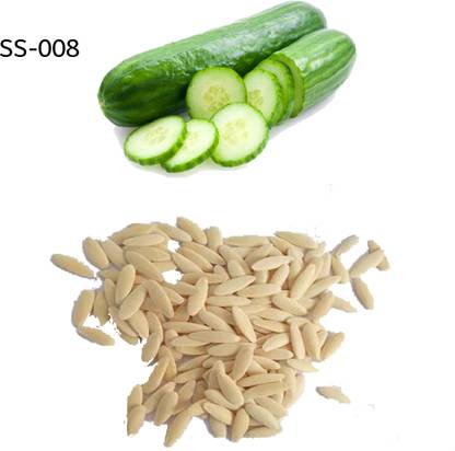 shantiseeds Cucumber F3 Hybrid Seed