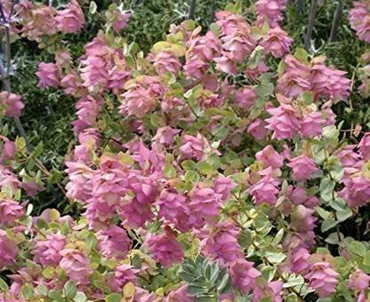 CYBEXIS XLL-1 - Kent Beauty' - Ornamental Oregano - (1350 Seeds) Seed